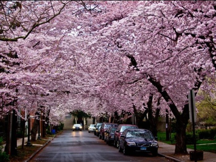 2024 Cherry Blossom Festival